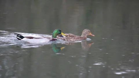 Ducks on the river itchen 動画素材 300615647