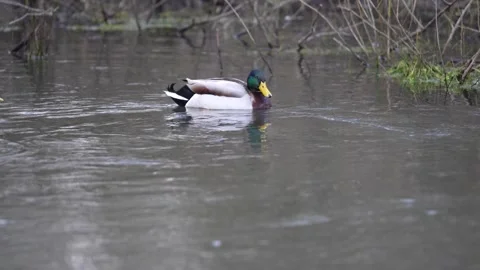Ducks on the river Itchen 動画素材 300615714
