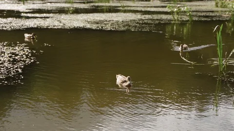 Ducks in river lake pund Stock Footage 125756157