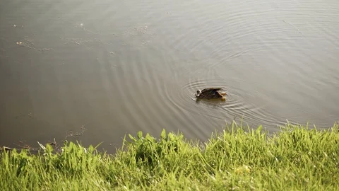 Ducks in river lake pund Video stock 125794645