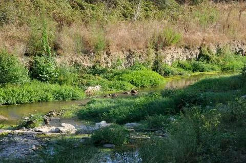 Ducks on the river 写真素材