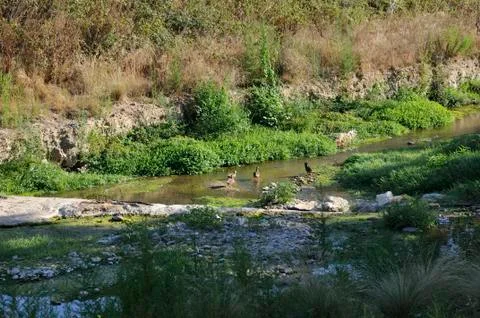 Ducks on the river Stock Photos
