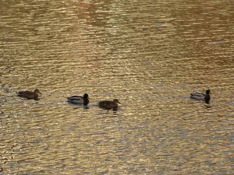 Ducks on the river Stock Photos