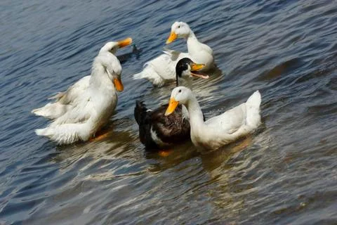 Ducks on the river Stock Photos