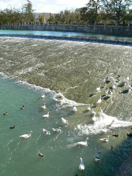 Ducks in a river Stock Photos