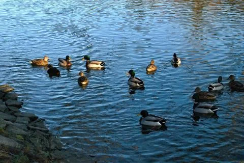 Ducks on river Stock Photos