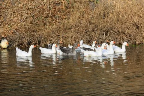 Ducks on river Stock Photos