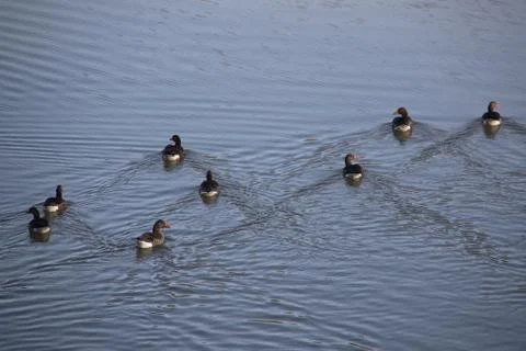 Ducks on the river Stock Photos