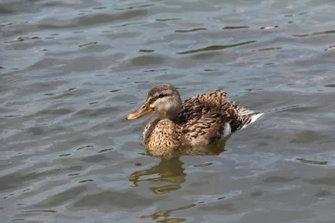 Ducks on the river Stock Photos