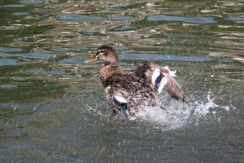 Ducks on the river Foto stock