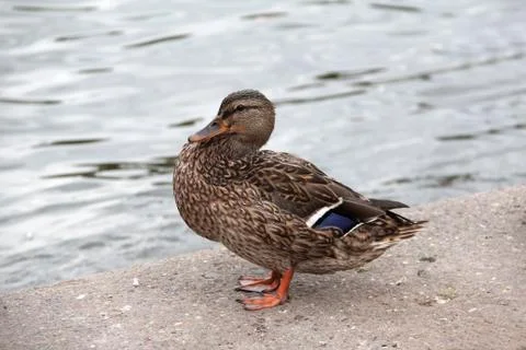 Ducks on the river Stock Photos