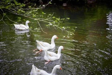 Ducks on the river. Stock Photos