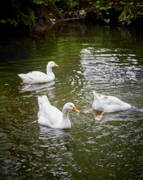 Ducks on the river. Stock Photos