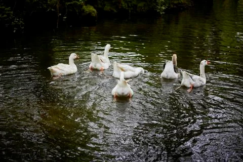 Ducks on the river. Stock Photos