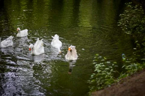 Ducks on the river. Stock Photos