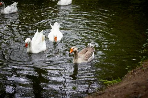 Ducks on the river. 库存照片