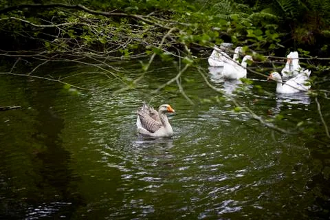 Ducks on the river. Stock Photos