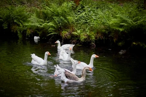 Ducks on the river. Stock Photos