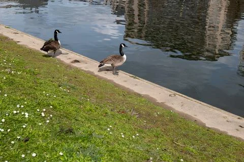 Ducks in a river Fotos Stock