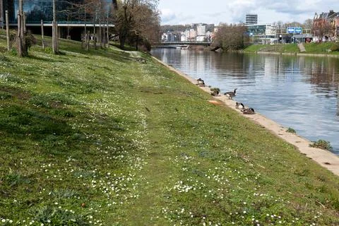 Ducks in a river Stock Photos