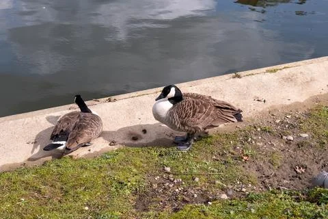 Ducks in a river Photos