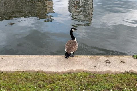 Ducks in a river Fotos Stock