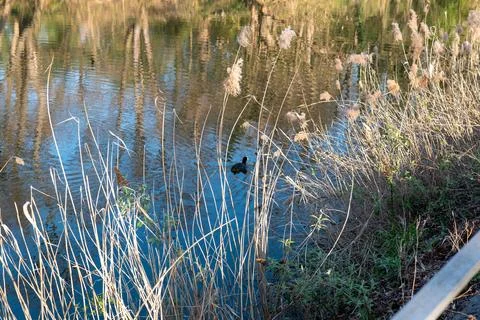 Ducks in a river Stock Photos