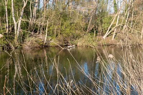 Ducks in a river 库存照片