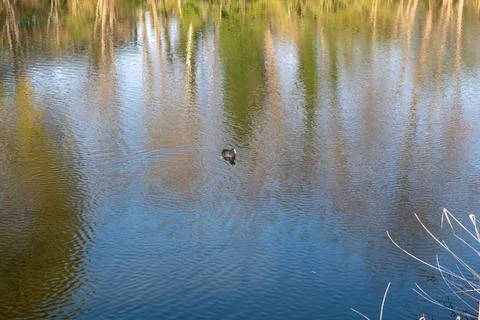 Ducks in a river Photos