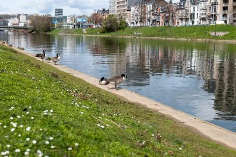 Ducks in a river Photos