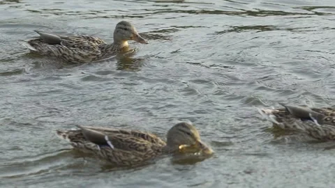Ducks in the river slow motion. Stock Footage 130498607