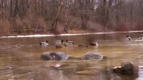 Ducks on River in Spring Pan Right Stock Footage 171603342