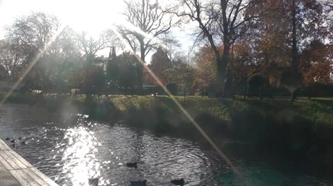 Ducks in the river with sunflare at the park HD Stock Footage 35246470