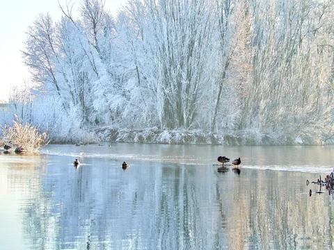 Ducks in the river at sunset in winter with everything covered in snow Stock Photos
