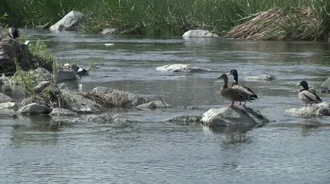 Ducks on River Take Flight Stock Footage 10798622
