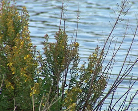 Ducks in a river tilt Video stock 22688462