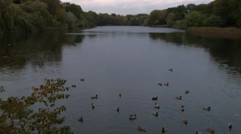 Ducks in the river total Stock Footage 46135713