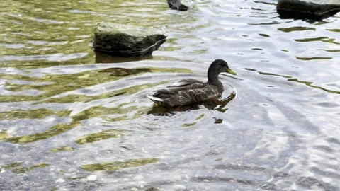 Ducks in River Warfe Stock Footage 284233621