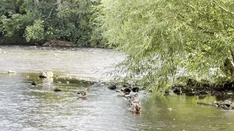 Ducks in River Warfe Stock Footage 284233656