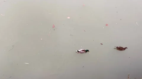 Ducks in a river with whitish waters Stock-Footage 282714090