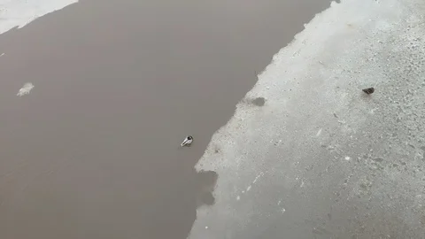 Ducks in the river in winter Stock Footage 125764071