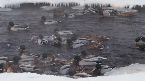 Ducks in a river in winter with natural quack sounds 動画素材 101748602