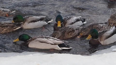 Ducks in a river in winter with natural quack sounds 動画素材 101748604