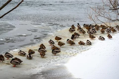 Ducks in  the river in winter  Stock Photos