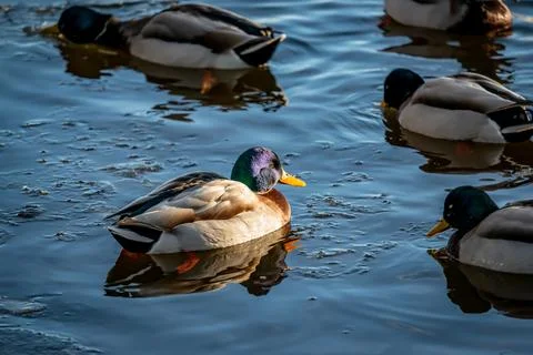 Ducks in  the river in winter  Stock Photos