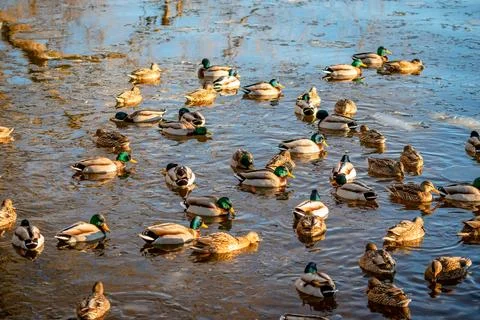 Ducks in  the river in winter  Stock Photos