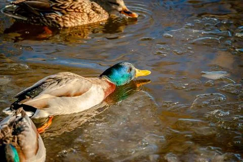 Ducks in  the river in winter  Stock Photos