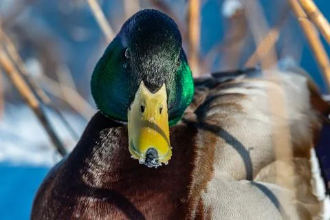 Ducks in  the river in winter  Stock Photos