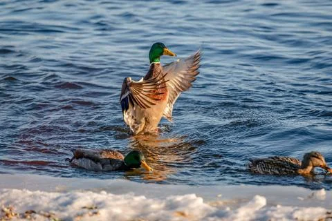 Ducks in  the river in winter  Stock Photos