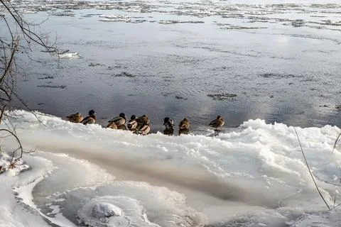 Ducks in  the river in winter  Stock Photos
